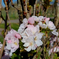 Prunus Amanogawa - Afbeelding 1345 april 2022