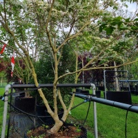 Cornus kousa 'Milky Way' - Foto 6