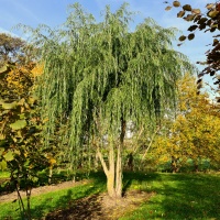 Salix alba 'Red Hunter' - 1 november 2022