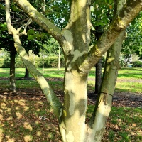 Platanus x hispanica - Foto 1