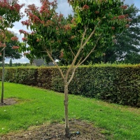 Heptacodium miconioides - Foto 5