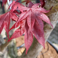 Acer palmatum 'Bloodgood' - Foto 2