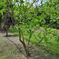 Chionanthus virginicus - Foto 6