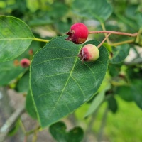 Amelanchier lamarckii - Foto 1