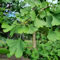 Ginkgo biloba - Foto 5