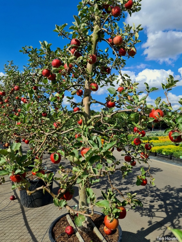Rode Goudreinet als volwassen laagstamboompje