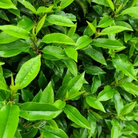 Prunus Lusitanica angustifolia - Afbeelding jong blad