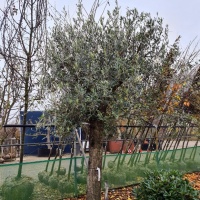#166 Olea europaea Olivenbaum