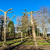 Tilia - Afbeelding 1501 rechts