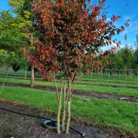 Parrotia persica - Foto 2