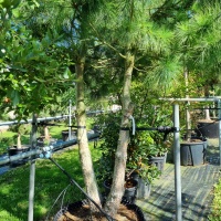 Pinus strobus - Foto 1