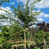 Prunus Accolade - hoogstam 200 plus