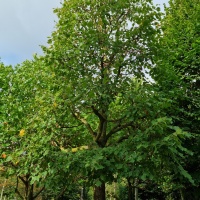Tilia platyphyllos - Afbeelding 4