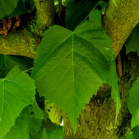Tilia americana 'Nova' - Afbeelding 1054 blad in september