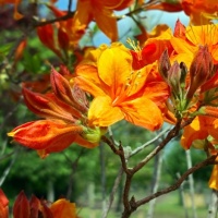 Azalea mollis (AK) 'Golden Eagle' - bloei