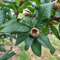 Mespilus germanica - Afbeelding 1
