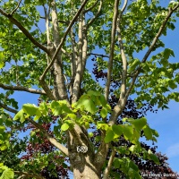 Tilia Tomentosa - Afbeelding 1
