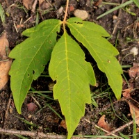Acer Triflorum - Afbeelding Acer Triflorum