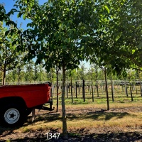 Juglans Regia - Afbeelding parasolboom walnoot 1347