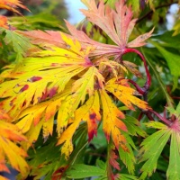 Acer palmatum 'Aconitifolium'