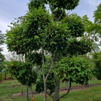 Carpinus betulus - Foto 3