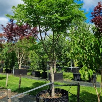 Gymnocladus dioica - Foto 5