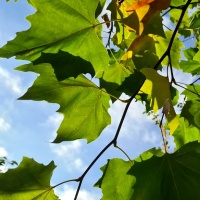 #887 Platanus x hispanica Französische Kopfplatane