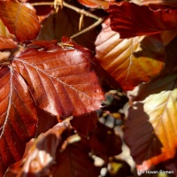 Fagus sylvatica 'Atropunicea' - Afbeelding
