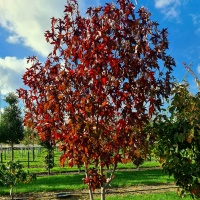 Liquidambar styraciflua - Afbeelding 1384