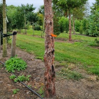 Taxus baccata dovastoniana 'Aurea Pendula' - Afbeelding 3