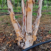 Betula nigra - Zwarte berk meerstammig