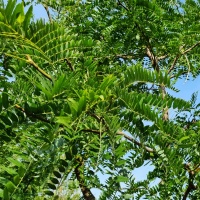 Gleditsia triacanthos 'Sunburst' - Foto 1