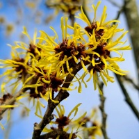 Hamamelis mollis - Afbeelding 1