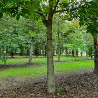 Pterocarya Fraxinifolia - Foto 4