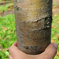 Malus domestica 'Cox 's Orange Pippin' - Afbeelding stam sept 2022