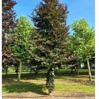 #618 Fagus sylvatica 'Atropunicea' Rotbuche