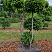 Carpinus betulus - Foto 3