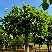 Tilia americana 'Nova' - Foto 1