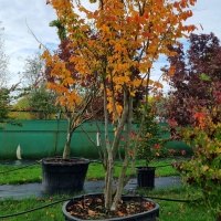 Parrotia persica - Afbeelding 1