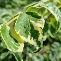 Aralia elata 'Variegata' - Foto 1