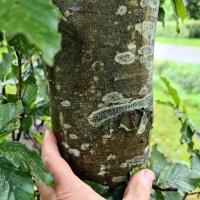 #731 Fagus sylvatica Grüne Buche für Waldgarten und Landschaft