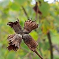 Corylus maxima 'Purpurea' - hazelnoot