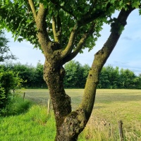 Acer campestre - Afbeelding 6