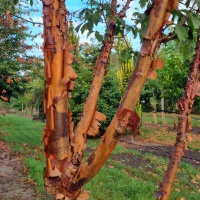 Acer griseum - papieresdoorn takken