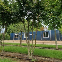 Acer campestre - Foto 2