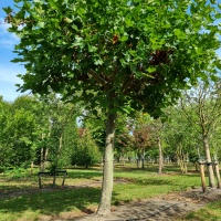 Platanus x hispanica - dakplataan
