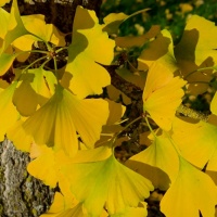 Ginkgo biloba - voorbeeld herfstverkleuring van groen naar geel