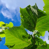 Tilia americana 'Nova' - Foto 1