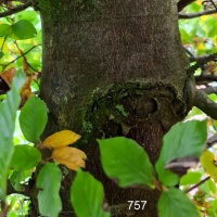 Fagus sylvatica