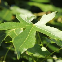 #879 Liquidambar styraciflua Amberbaum